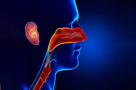 طب وجراحة الأنف والأذن والحنجرة